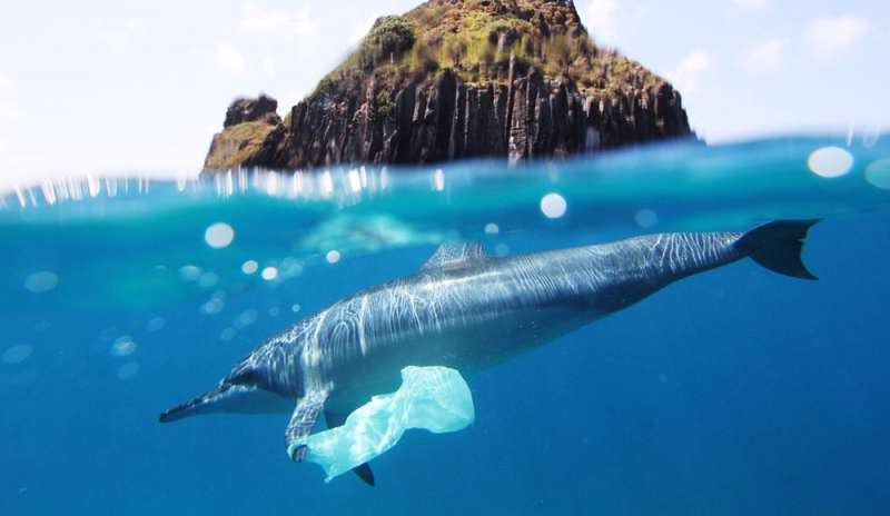 Influence of plastics on marine life